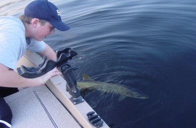 Tanner Helgeson's first Muskie! 